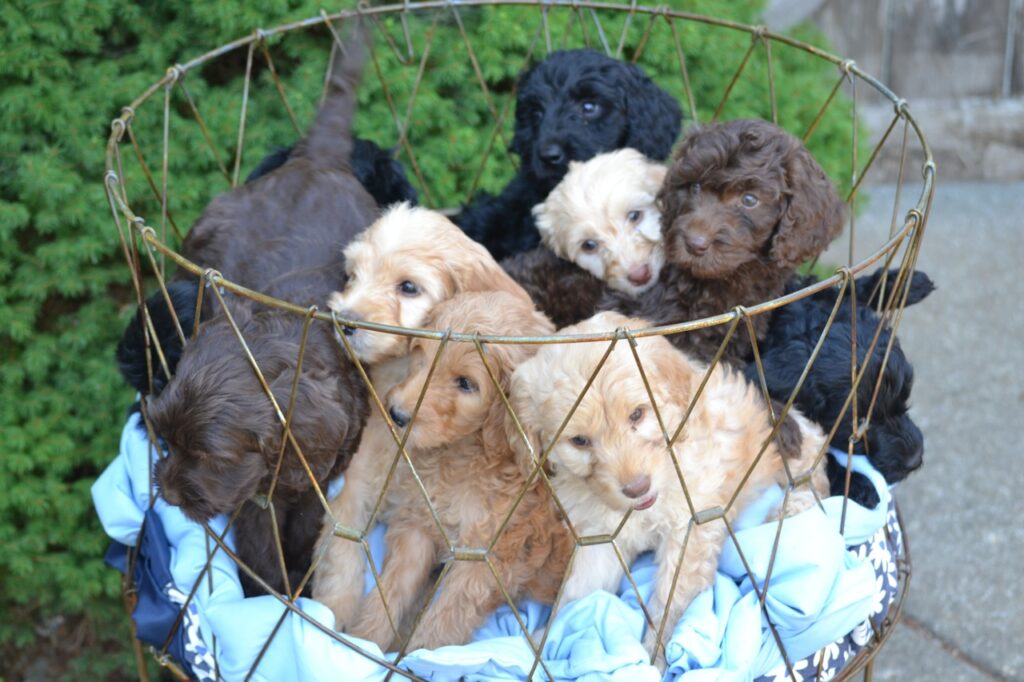 Nine Pups in a Basket!