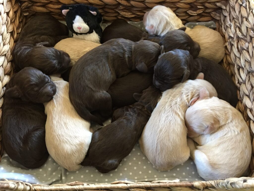 New born Puppies! can you find the kitten?