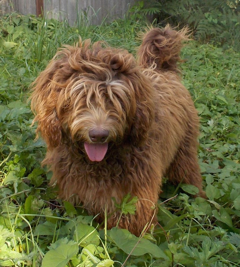 Phantom Australian Labradoodle Ruby 2013