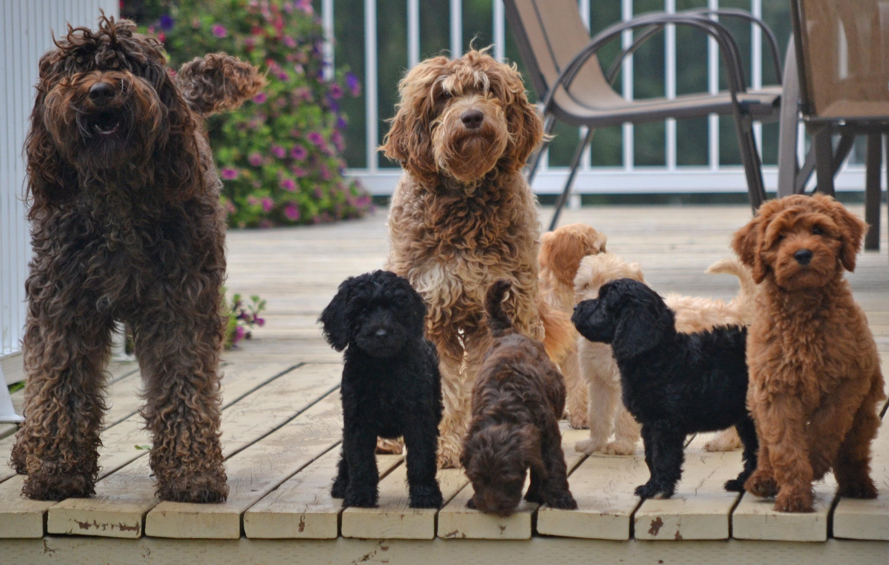 Forgænger Rummelig Stevenson Australian Labradoodle Puppies For Sale | Shipping AvailableCute  Labradoodles