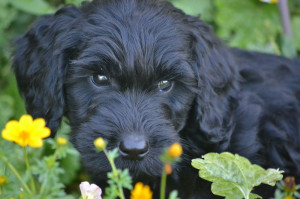 Australian Labradoodle