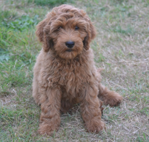 australian labradoodle puppy red