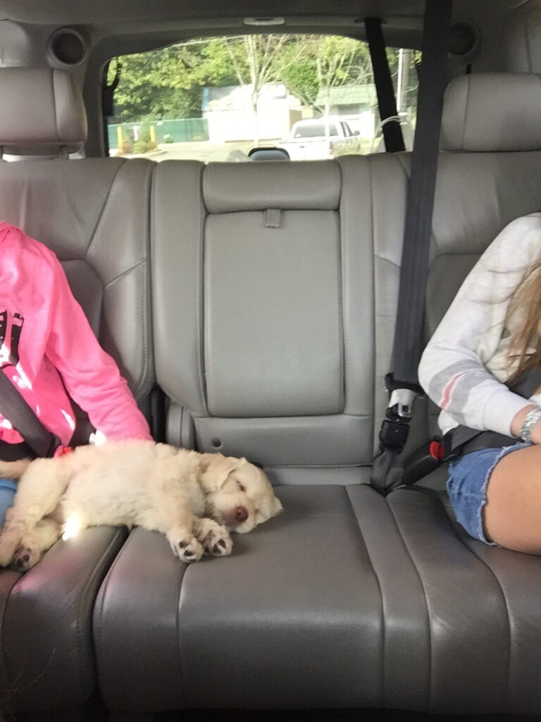 puppy sleeping in the car 
